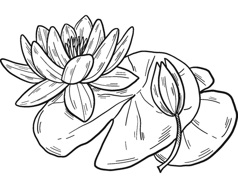 Water Lilies Coloring Page